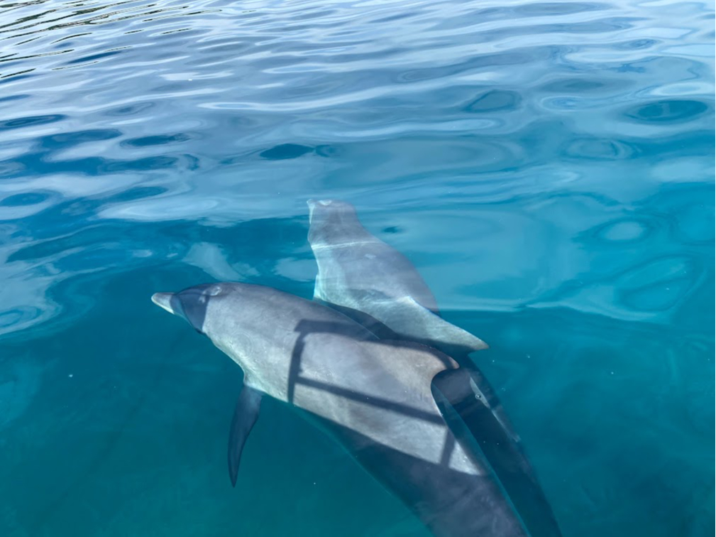 柏島には野生のイルカの親子が住み着いています!