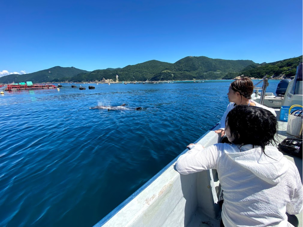 イルカの親子がかわいい!!運がよければ近くまできてくれるかも!!