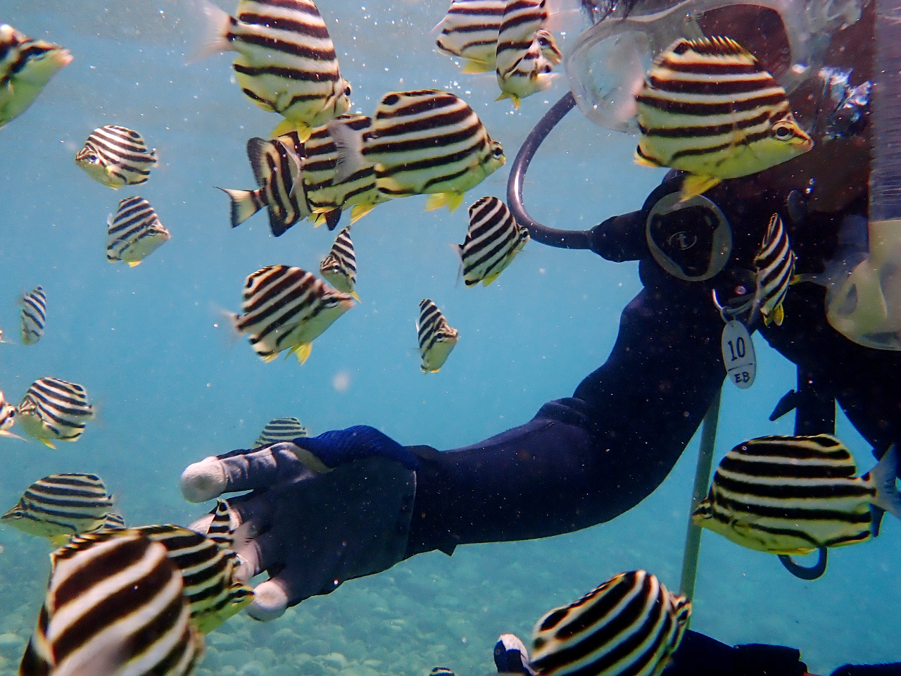 魚がいっぱい!!動画も良い思い出に!!