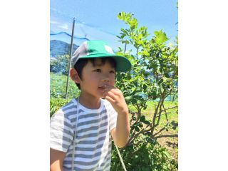 当園は農薬は使用していません。安心して試食してください。