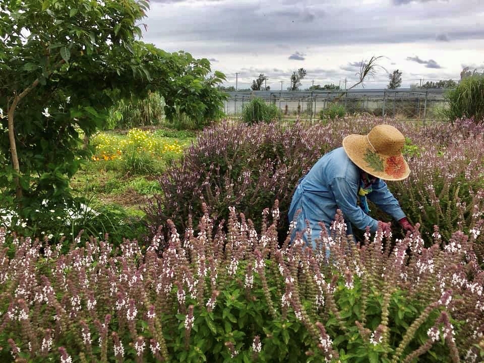 sʏ̗ΖLȎR̒ɂn[u{I