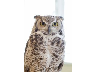 山形フクロウカフェ フクロウ見学30分プラン 可愛いフクロウに癒されてください Owl Moon じゃらん遊び体験