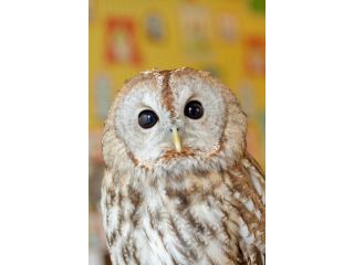 山形フクロウカフェ フクロウ見学30分プラン 可愛いフクロウに癒されてください Owl Moon じゃらん遊び体験