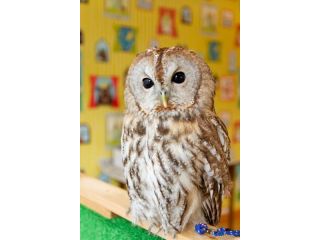 山形フクロウカフェ フクロウ見学30分プラン 可愛いフクロウに癒されてください Owl Moon じゃらん遊び体験