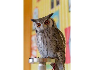 山形フクロウカフェ フクロウ見学30分プラン 可愛いフクロウに癒されてください Owl Moon じゃらん遊び体験