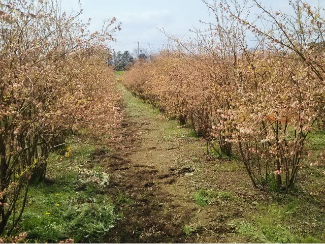 秦野 ブルーベリー狩り 粒の大きさ 甘さには自信あり 本物のブルーベリーの味をご賞味あれ フルーツランド谷井農園 じゃらん遊び体験