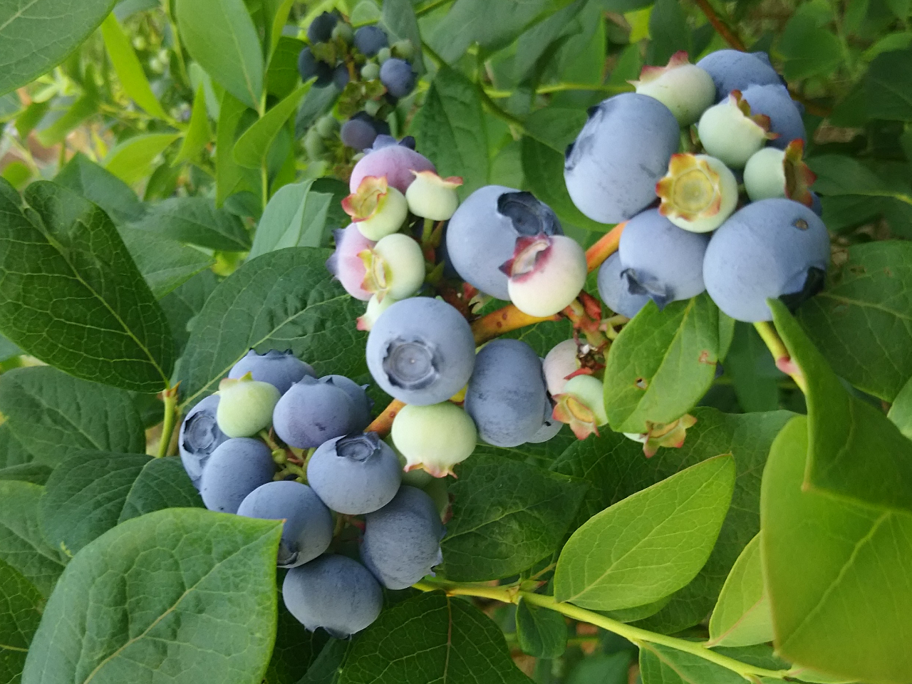 秦野 ブルーベリー狩り 粒の大きさ 甘さには自信あり 本物のブルーベリーの味をご賞味あれ フルーツランド谷井農園 じゃらん遊び体験 秦野 ブルーベリー狩り 粒の大きさ 甘さには自信あり 本物のブルーベリーの味をご賞味あれ フルーツランド谷井農園 じゃらん遊び体験