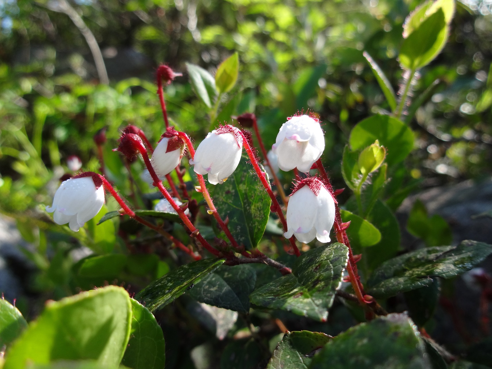 プライベート!で楽しむ【ニセコ軽登山】