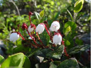 ニセコの山は低標高ですが、かわいい高山植物を見ることができます