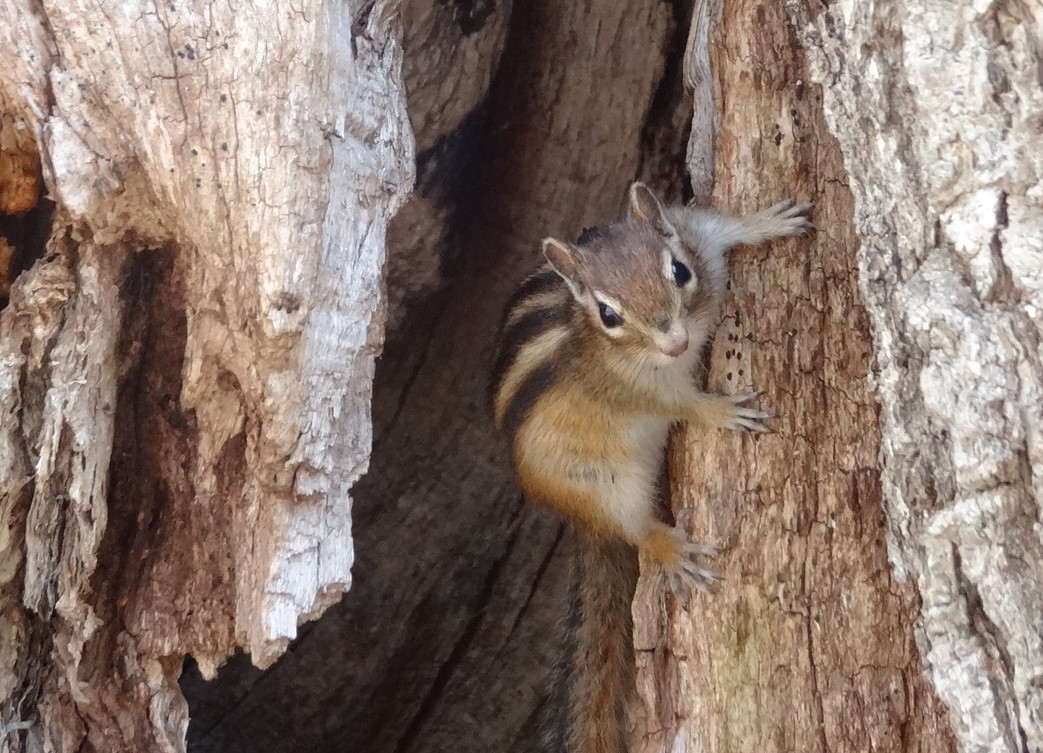 プライベート!で楽しむ【ニセコ自然散策】