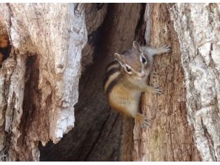 時には動物達に出会えることも
