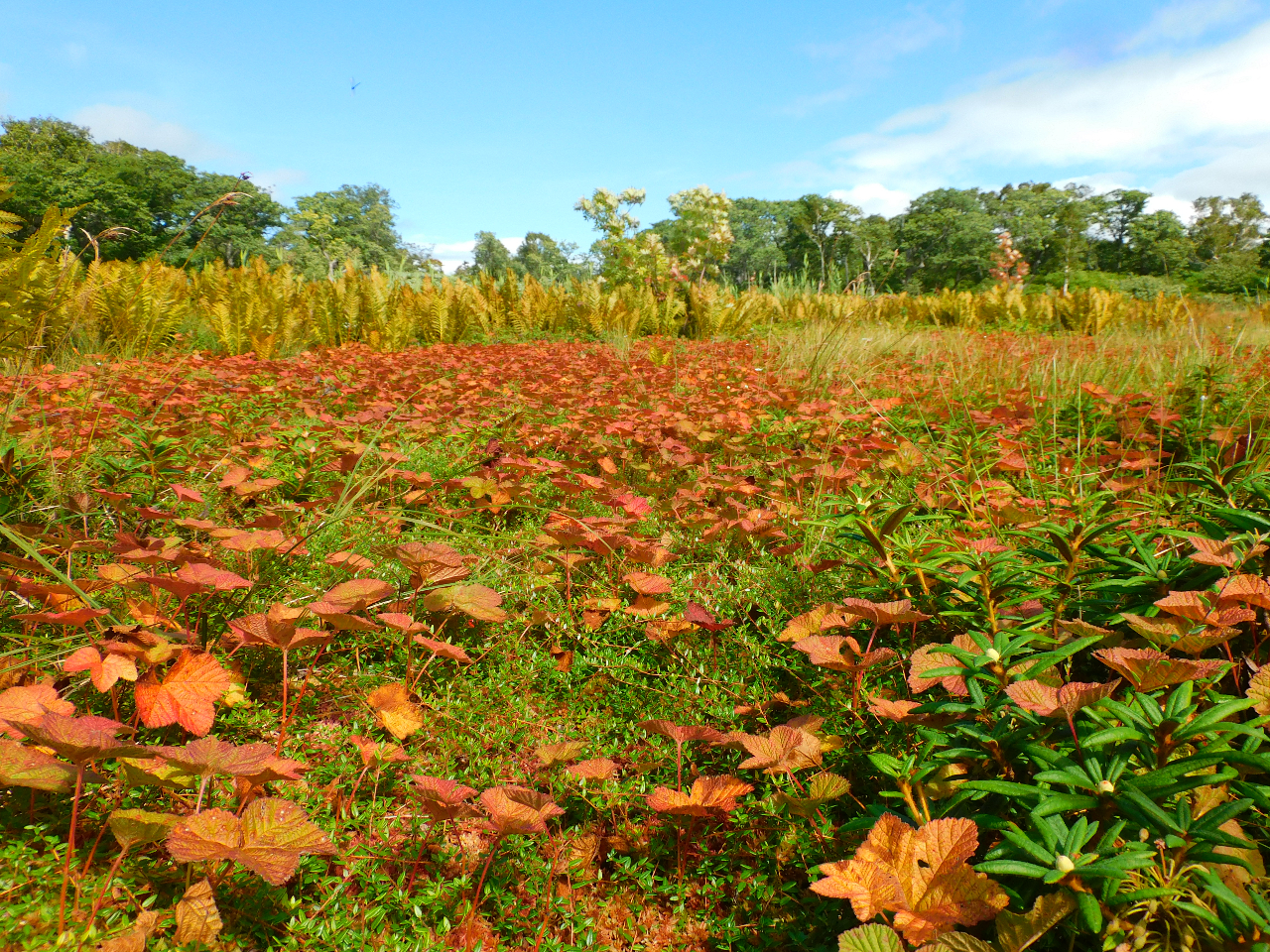 �y�����z8���㔼���A�z�����C�C�`�S�̗t���Ԃ��Ȃ�n�ߎ�����Ԃ��ʂ�܂��B