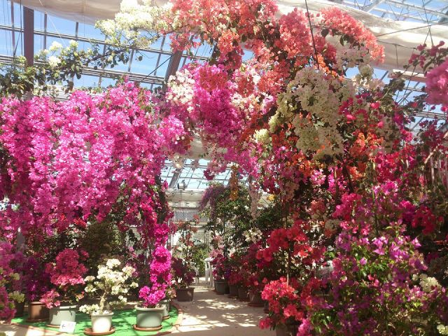 植物園入場プラン 25種 400本の花のトンネル 1年中楽しめるブーゲンビリアの華やかな色彩を満喫 ブーゲンハウス嬉野 じゃらん遊び体験 植物園入場プラン 25種 400本の花のトンネル 1年中楽しめるブーゲンビリアの華やかな色彩を満喫 ブーゲンハウス嬉野 じゃらん遊び体験