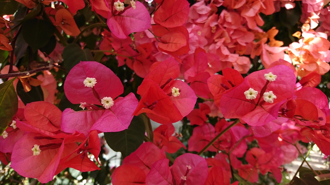 植物園入場プラン 25種 400本の花のトンネル 1年中楽しめるブーゲンビリアの華やかな色彩を満喫 ブーゲンハウス嬉野 じゃらん遊び体験