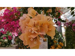 植物園入場プラン 25種 400本の花のトンネル 1年中楽しめるブーゲンビリアの華やかな色彩を満喫 ブーゲンハウス嬉野 じゃらん遊び体験 植物園入場プラン 25種 400本の花のトンネル 1年中楽しめるブーゲンビリアの華やかな色彩を満喫 ブーゲンハウス嬉野 じゃらん遊び体験