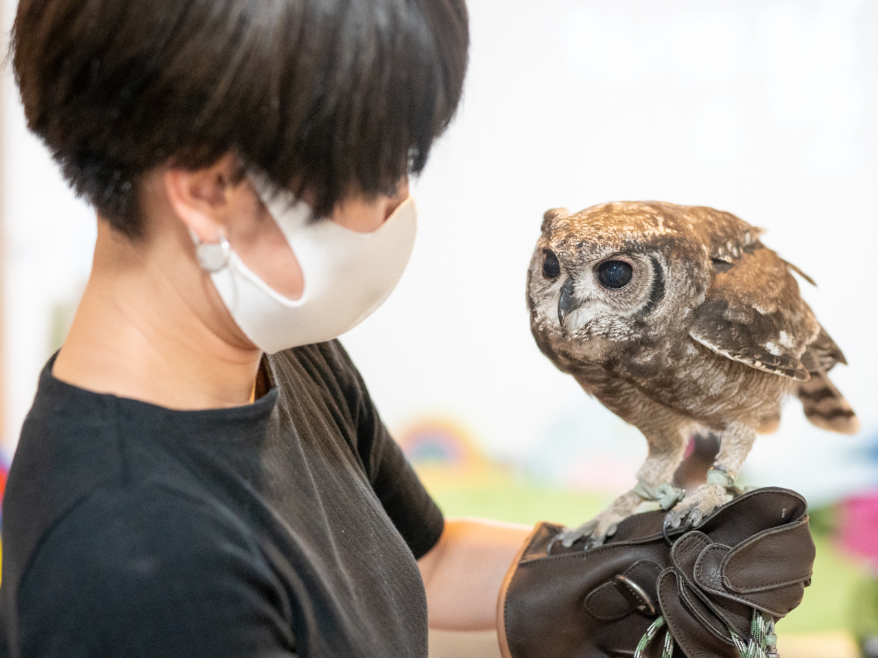 フクロウ達と遊べる１メニュー 羽付きアクセサリー作り 手ぶらでok 時間制限なし ファミリー カップル 女性にオススメ 猛禽類カフェ Raptorland Shovel じゃらん遊び体験