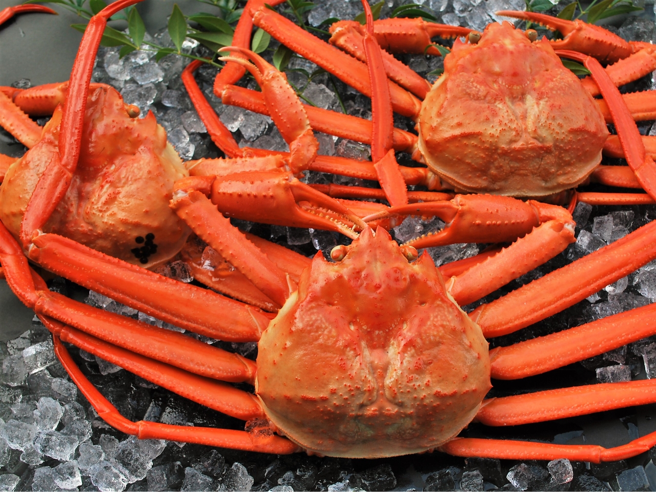 富山の自慢 白えび 高志の紅ガニ ドラえもんトラム 引網香月堂 季節限定バスツアー 10 24 富 楽 Re 西部トラベル じゃらん遊び体験