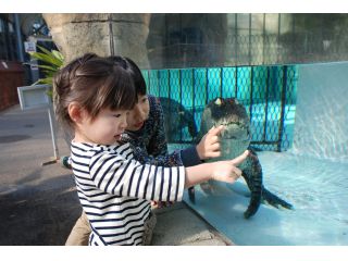ワニを間近に横からや下からなど様々な角度からご覧いただける水槽は見所!