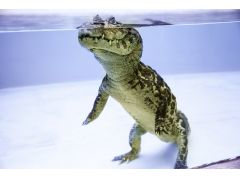 通称「たちワニ」の可愛い姿に思わず癒されます。