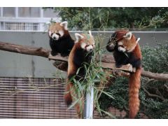 日本ではここだけ!可愛いニシレッサーパンダの姿は必見!