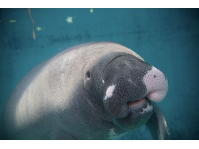 アマゾンマナティー の飼育も日本で唯一!