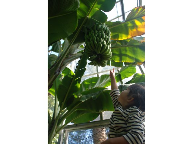 様々な熱帯果樹も間近でご覧いただけます。