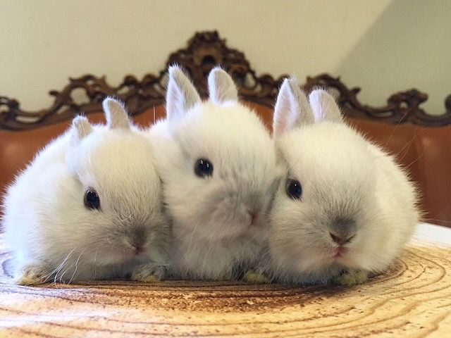 うさぎカフェ 京橋駅徒歩3分 モフモフのうさぎさん達と楽しい1時間 フリードリンク付き おやつ付き Mimi Lapin じゃらん遊び体験 うさぎカフェ 京橋駅徒歩3分 モフモフのうさぎさん達と楽しい1時間 フリードリンク付き おやつ付き Mimi Lapin じゃらん遊び体験