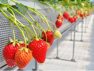 自慢のいちご「ベリーバード」