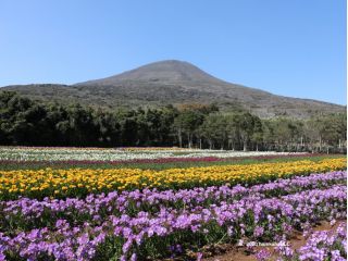 フリージアと八丈富士