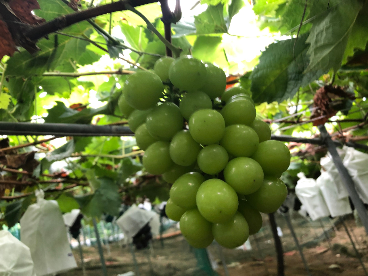 �V���C���}�X�J�b�g