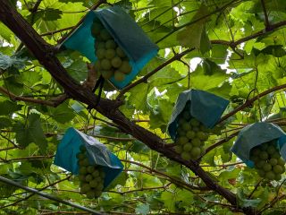 たわわに実ったぶどうをご堪能してください!(シャインマスカット&ピオーネは、お早めにご来園下さい)
