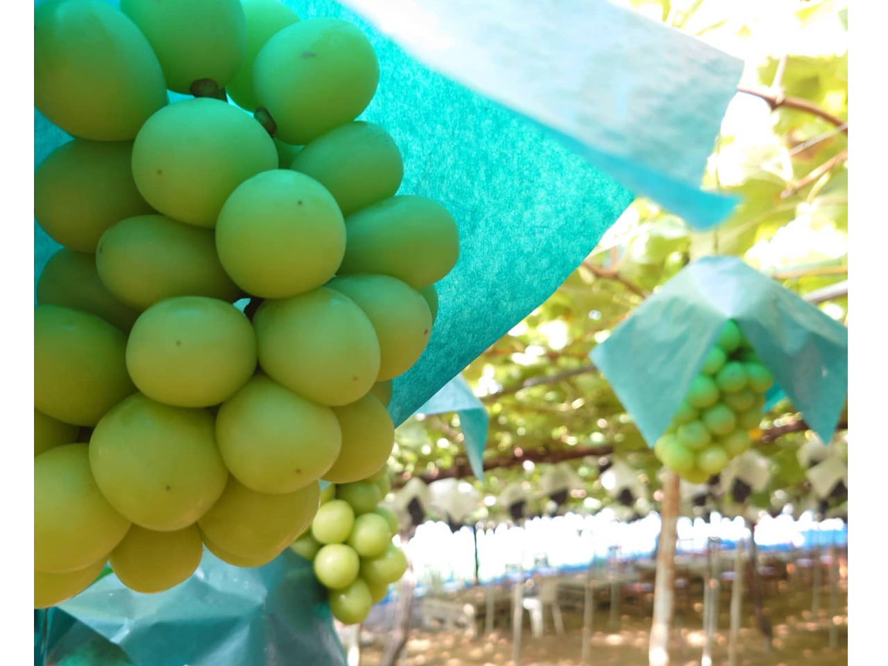 美しい葡萄園 門野葡萄園🍇 (@kadonograpefarm) · Tsuyama-shi, Okayama