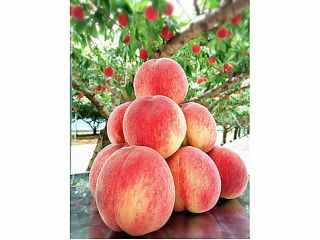 桃狩り 1箱2 500円 6 7月土日祝限定 桃のもぎ取り体験 予約は1箱単位となります ファミリー カップル 北熊本スマートic 分 西川農園 じゃらん遊び体験 桃狩り 1箱2 500円 6 7月土日祝限定 桃のもぎ取り体験 予約は1箱単位となります ファミリー カップル 北熊本スマートic 分 西川農園 じゃらん遊び体験