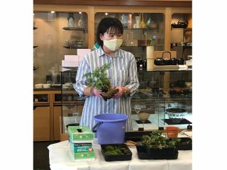 講師は小布施にある『やましち山野草店』店長の笹岡陽子さんです。 以前開催した苔玉作りの様子です。