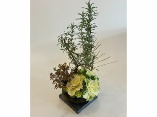 植物の種類は変わりますが、このような苔玉を作ります