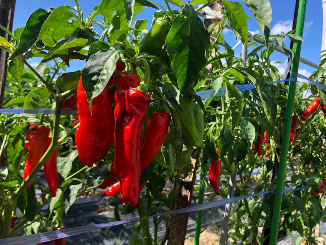 莛Ƃ炵@At5ɂȂBBn7`11܂(^^)/