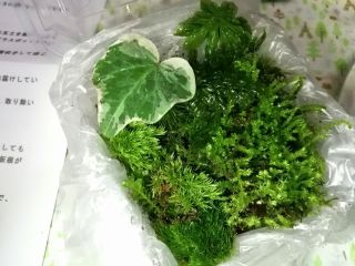岐阜県恵那市 苔テラリウム 苔玉 苔盆栽 体験 毎日開催 お部屋に手のひらサイズの森の世界を お手入れも簡単 おひとり様ok 雨の日もやってます 佐藤農園 じゃらん遊び体験 岐阜県恵那市 苔テラリウム 苔玉 苔盆栽 体験 毎日開催 お部屋に手のひらサイズの森の世界を お手入れも簡単 おひとり様ok 雨の日もやってます 佐藤農園 じゃらん遊び体験