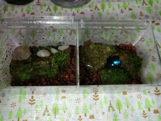 岐阜県恵那市 苔テラリウム 苔玉 苔盆栽 体験 毎日開催 お部屋に手のひらサイズの森の世界を お手入れも簡単 おひとり様ok 雨の日もやってます 佐藤農園 じゃらん遊び体験 岐阜県恵那市 苔テラリウム 苔玉 苔盆栽 体験 毎日開催 お部屋に手のひらサイズの森の世界を お手入れも簡単 おひとり様ok 雨の日もやってます 佐藤農園 じゃらん遊び体験