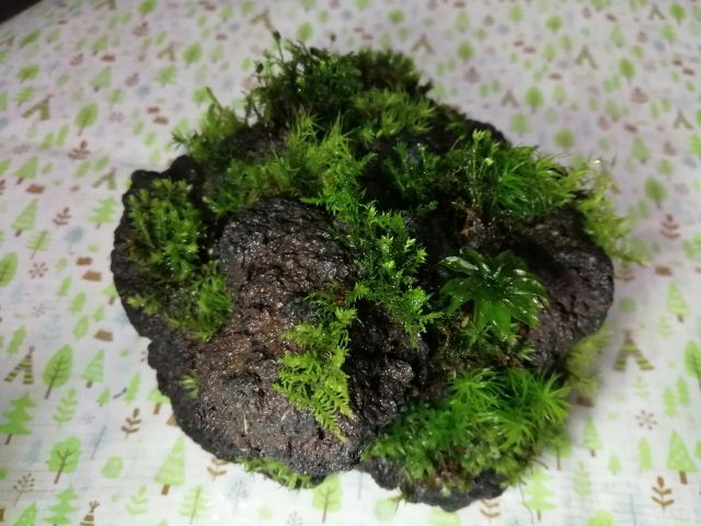 岐阜県恵那市 苔テラリウム 苔玉 苔盆栽 体験 毎日開催 お部屋に手のひらサイズの森の世界を お手入れも簡単 おひとり様ok 雨の日もやってます 佐藤農園 じゃらん遊び体験 岐阜県恵那市 苔テラリウム 苔玉 苔盆栽 体験 毎日開催 お部屋に手のひらサイズの森の世界を お手入れも簡単 おひとり様ok 雨の日もやってます 佐藤農園 じゃらん遊び体験