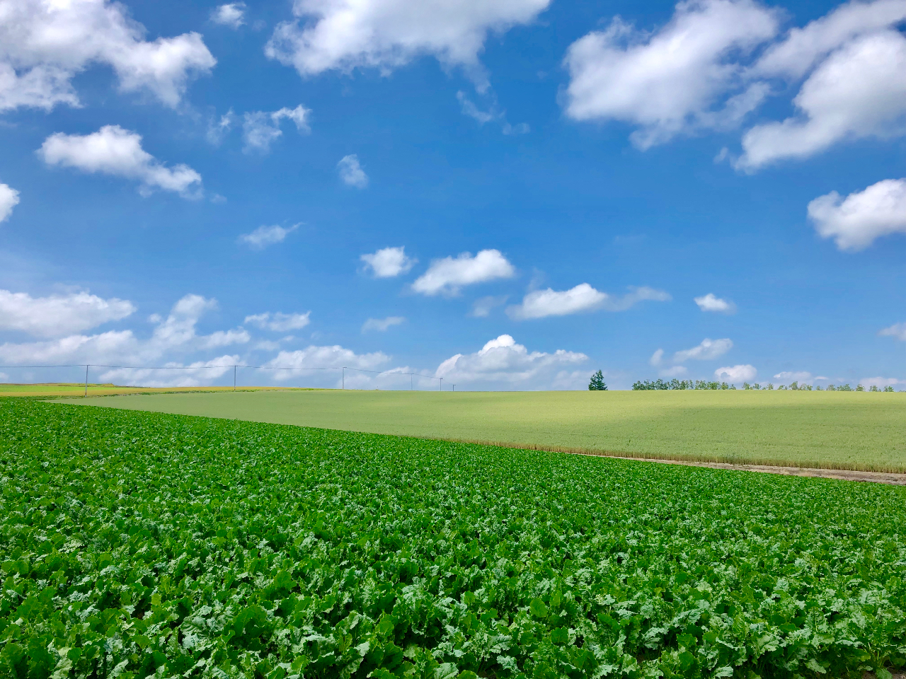素材は松家農園で作っています♪100%美瑛産!