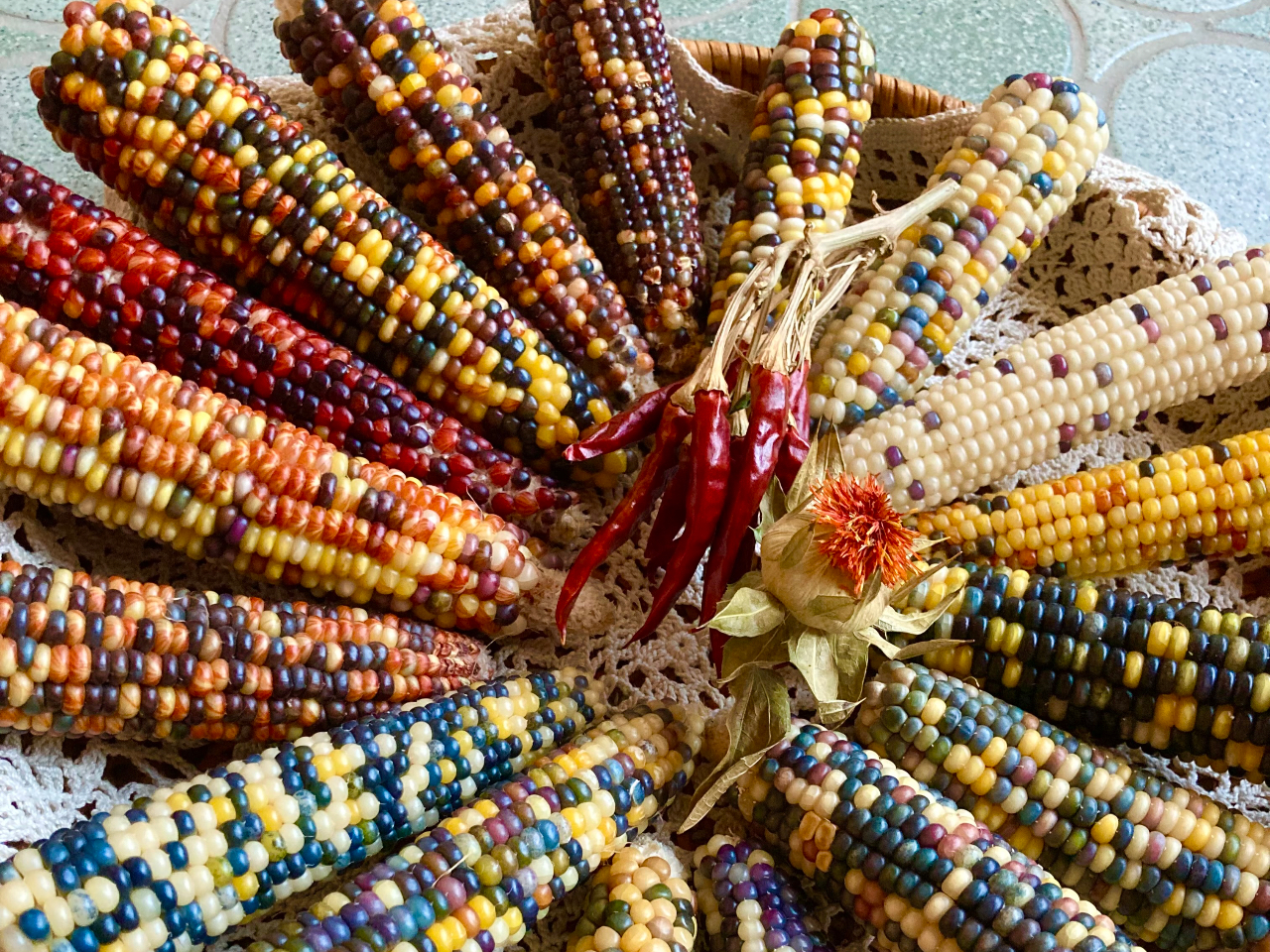 1年手塩にかけて育てたグラスジェムコーン。色合いも様々です!