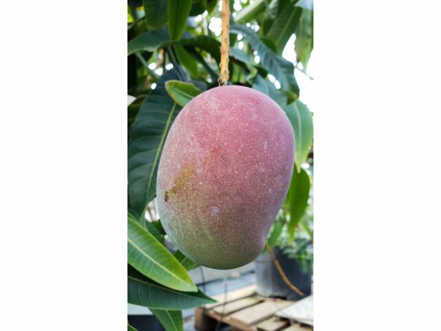 トロピカルフルーツ収穫体験 入園プラン ファミリー カップルにおすすめ トロピカルフルーツのジャングル探検植物園 じゃらん遊び体験 トロピカルフルーツ収穫体験 入園プラン ファミリー カップルにおすすめ トロピカルフルーツのジャングル探検植物園 じゃらん遊び体験