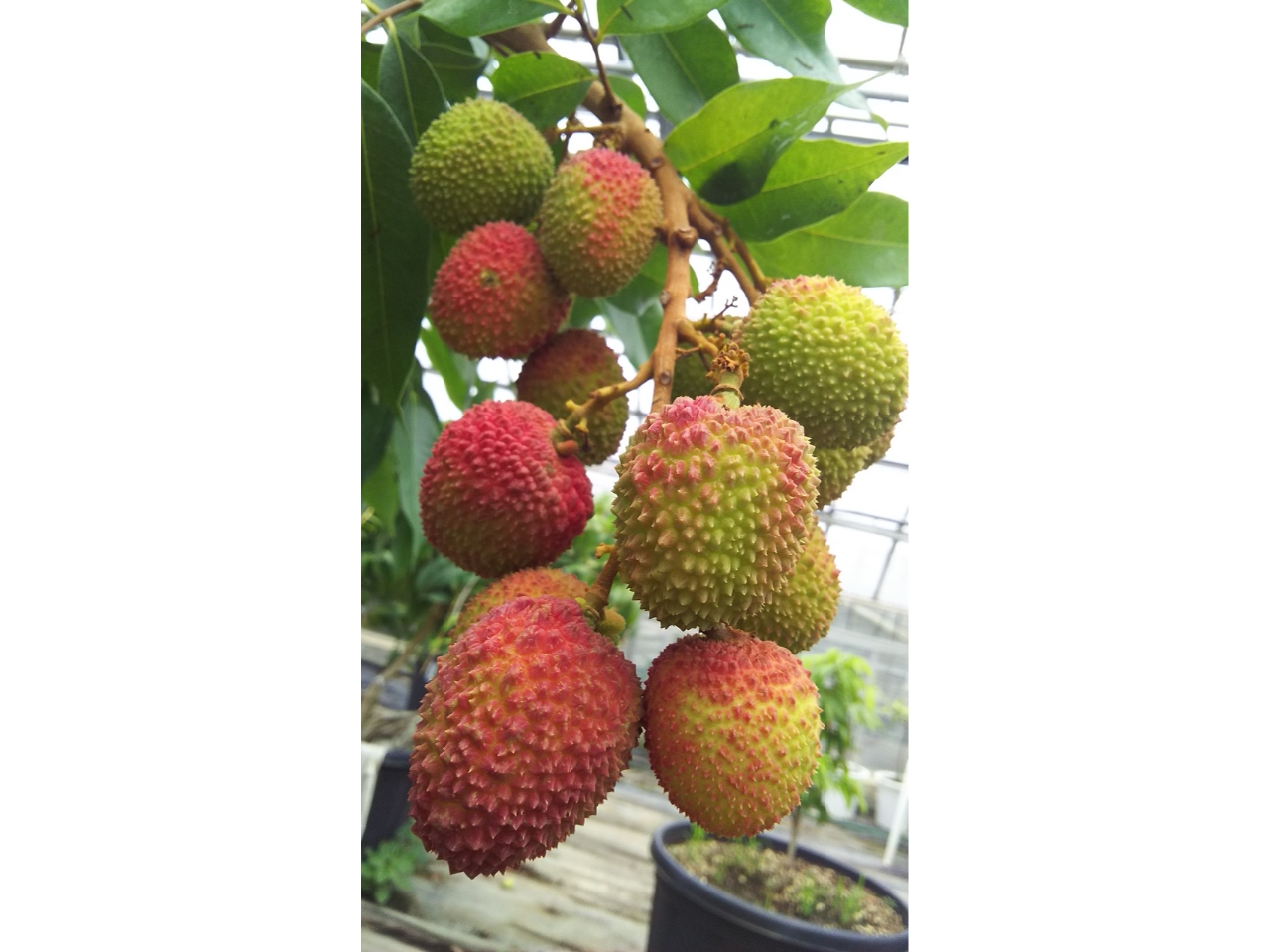 C`BŐHׂ郉C`̖͐iI܂ŐHׂĂC`HׂȂȂĂ܂IHV{W{B