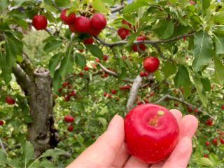 りんごの摘み取り体験 約10種類のりんごを育てています のプラン詳細 果実工房 本家園 じゃらん遊び体験 りんごの摘み取り体験 約10種類のりんごを育てています のプラン詳細 果実工房 本家園 じゃらん遊び体験