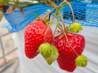 鳥取駅から約10分 30分いちご狩り食べ放題 午前限定 19年オープンの農園です 3品種の食べ比べを堪能してね 水谷いちご園 じゃらん遊び体験