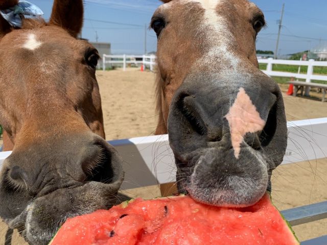 大阪府 和泉市 ファミリーにおすすめ ひき馬 施設内 体験 特定非営利活動法人アヴニールファーム じゃらん遊び体験 大阪府 和泉市 ファミリーにおすすめ ひき馬 施設内 体験 特定非営利活動法人アヴニールファーム じゃらん遊び体験