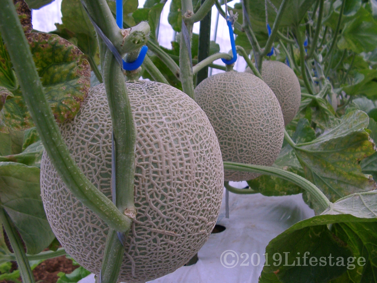 ロイヤル ５玉狩り １玉試食 1組5名様までok ファミリー 女性におすすめ フォレストパーク メロンの森 じゃらん遊び体験