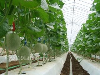 テイスティワンb 1玉狩り 1 4玉試食 彡カップル 女性におすすめ フォレストパーク メロンの森 じゃらん遊び体験 テイスティワンb 1玉狩り 1 4玉試食 彡カップル 女性におすすめ フォレストパーク メロンの森 じゃらん遊び体験