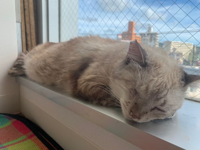 ゆる〜りとした猫たちを見て癒されてください♪