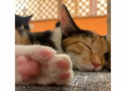 みんなリラックスでおやすみ中